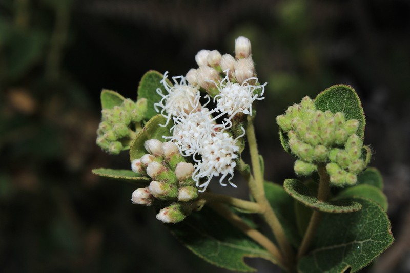 Ageratina elegans photo 2