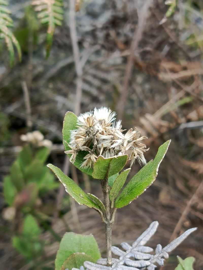Ageratina elegans photo 3