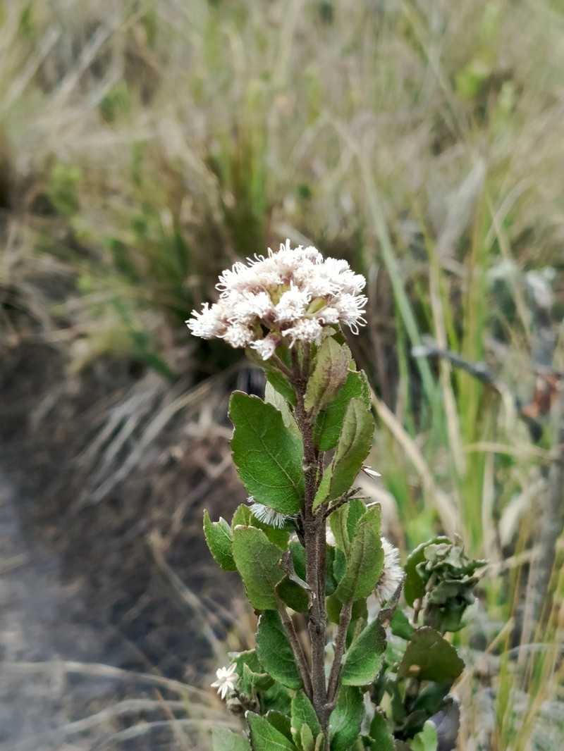 Ageratina elegans photo 4