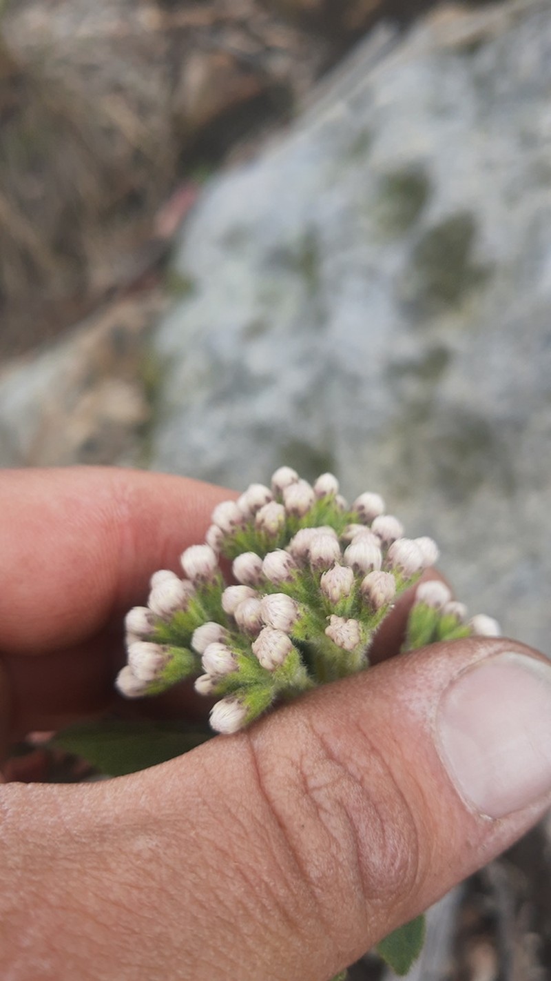 Ageratina elegans photo 5