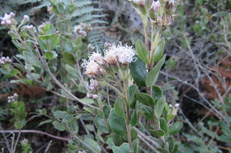 Ageratina elegans photo 6