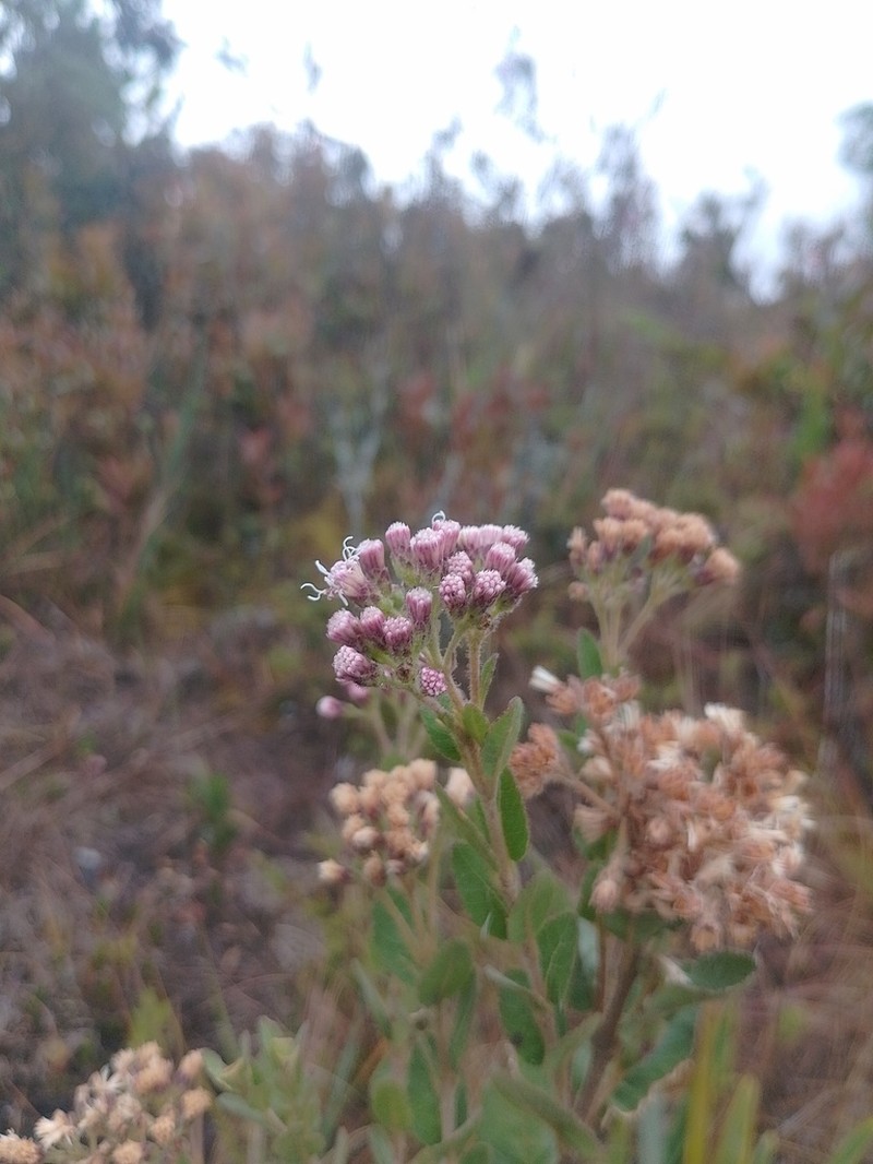 Ageratina elegans photo 7