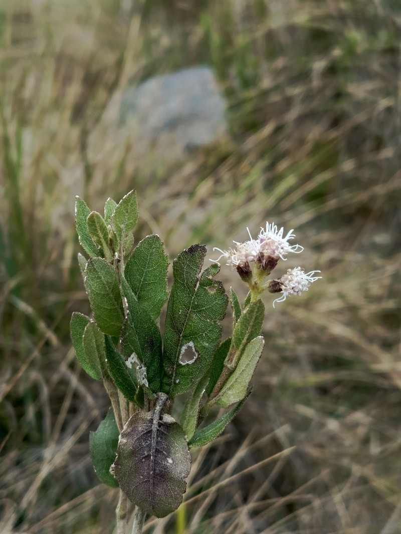 Ageratina elegans photo 8