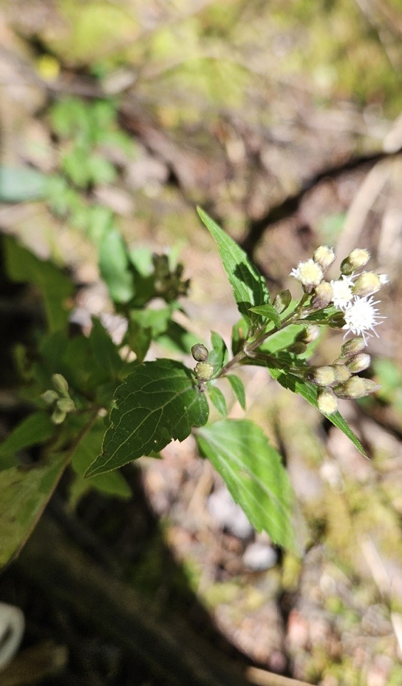 Ageratina enixa