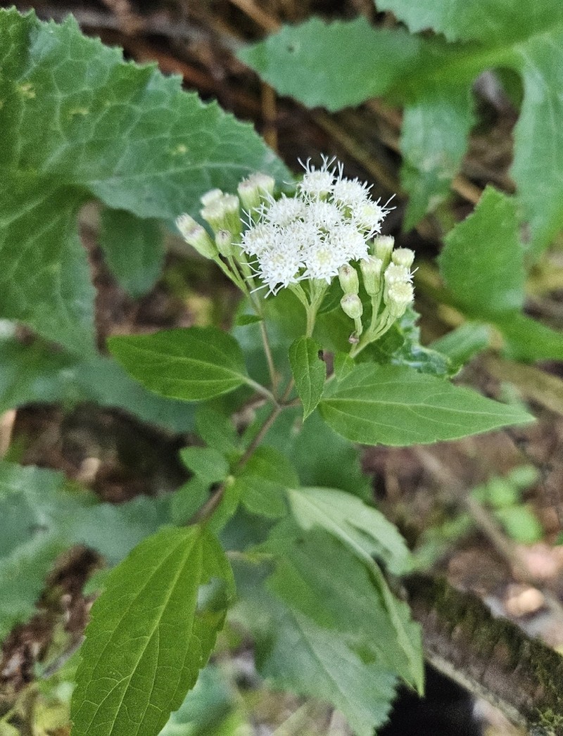 Ageratina enixa photo 2