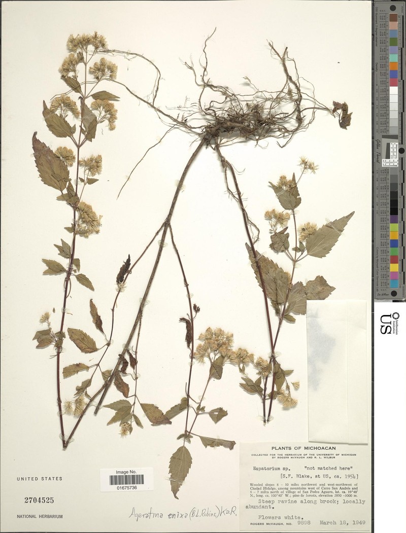 Ageratina enixa photo 3
