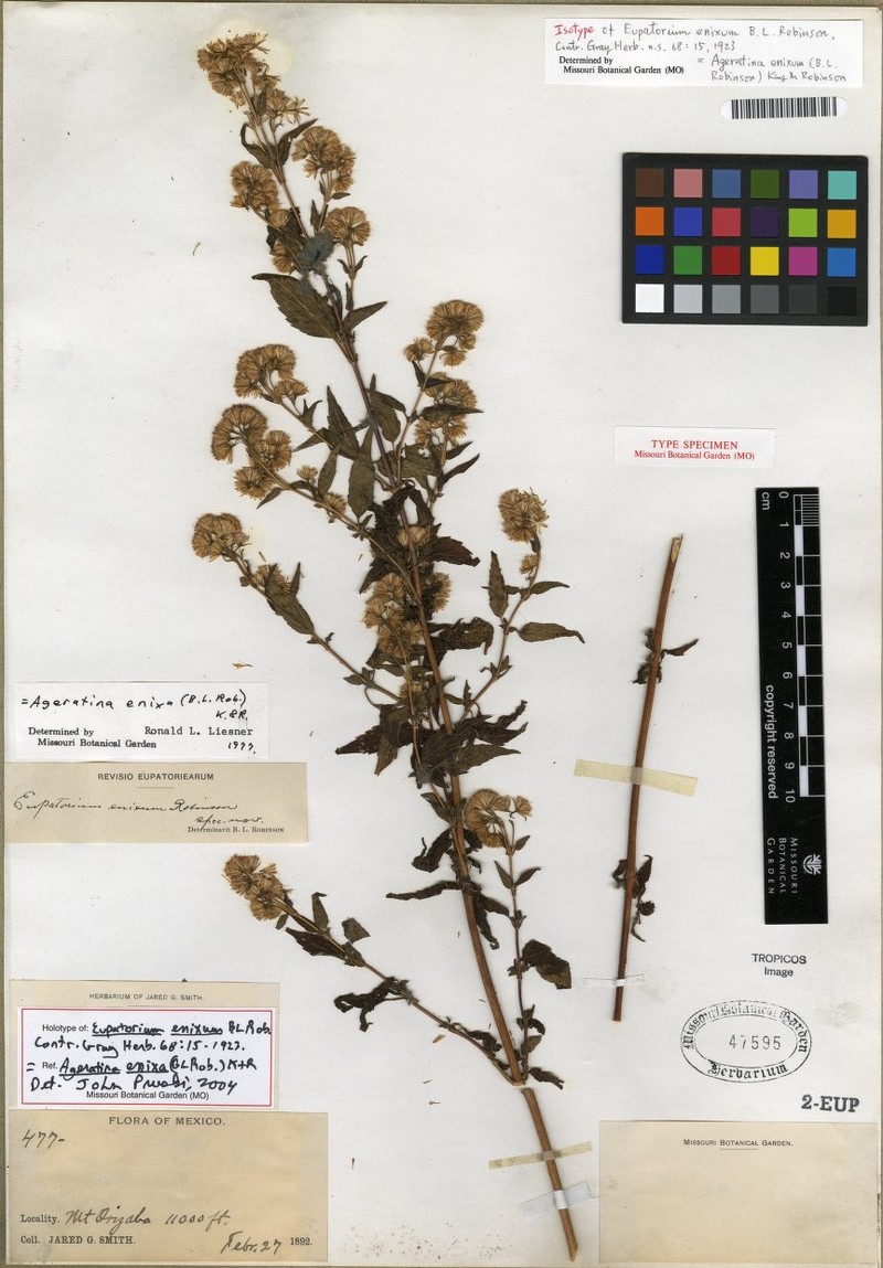 Ageratina enixa photo 4