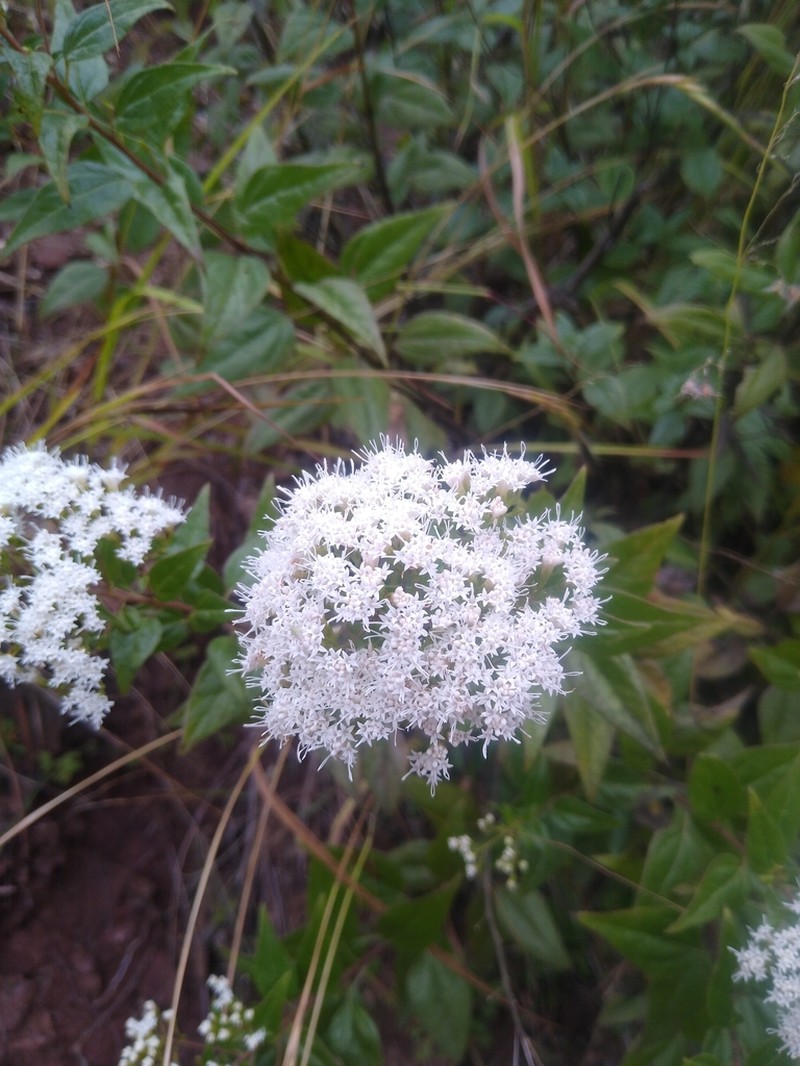 Ageratina espinosarum