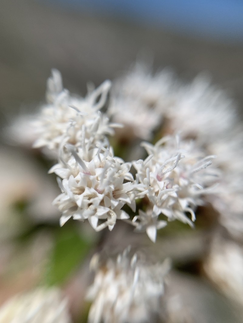 Ageratina espinosarum photo 2