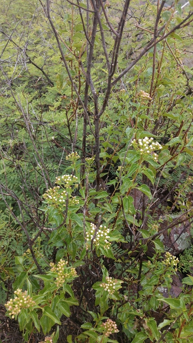 Ageratina espinosarum photo 3