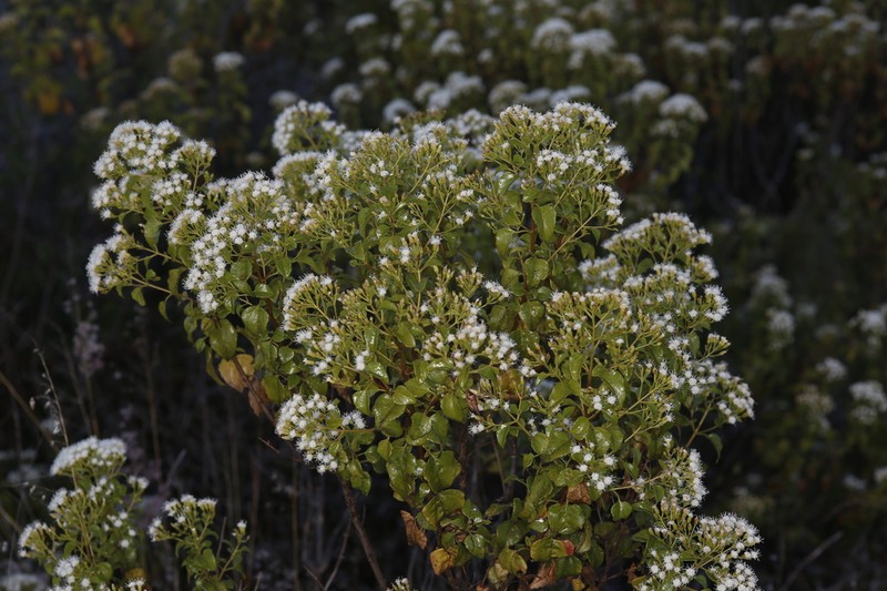 Ageratina espinosarum photo 5