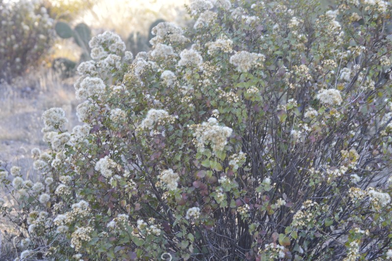 Ageratina espinosarum photo 6