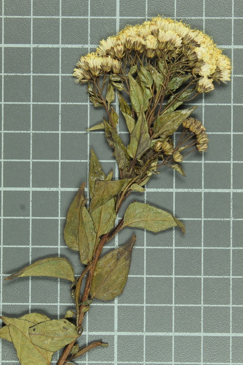 Ageratina espinosarum photo 7
