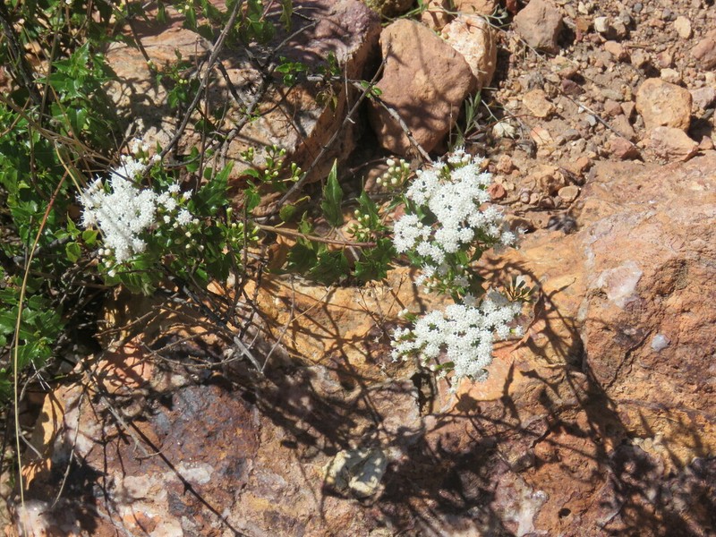 Ageratina espinosarum photo 8