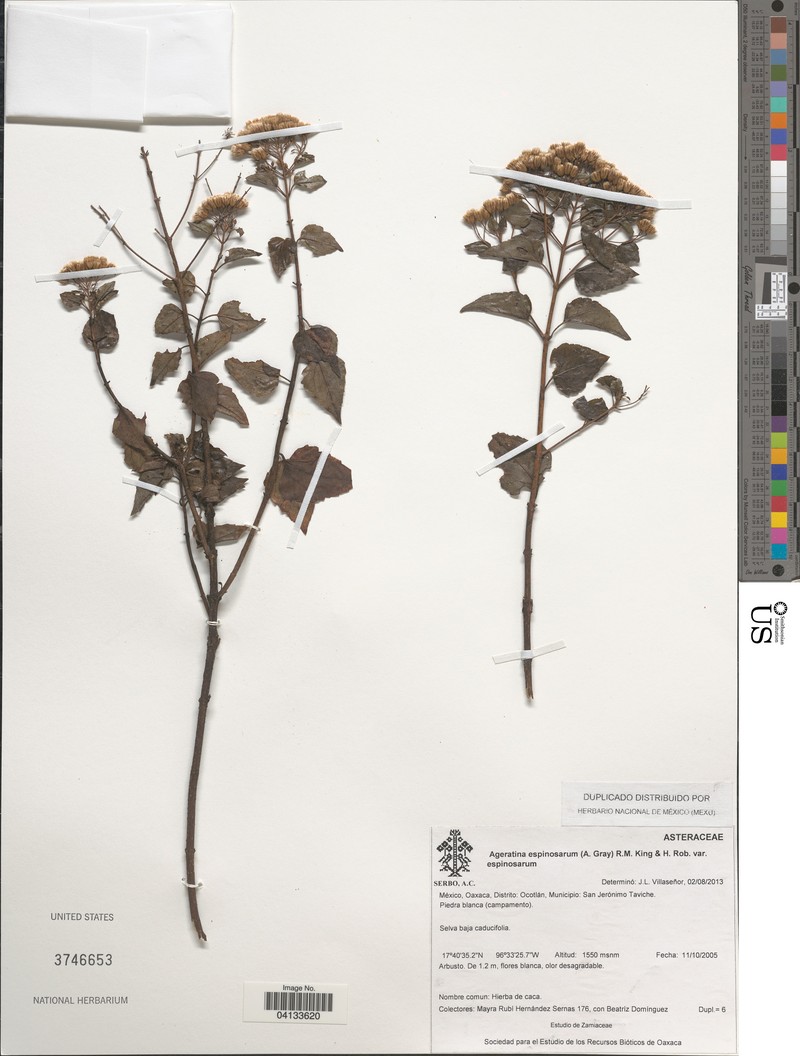 Ageratina espinosarum var. espinosarum