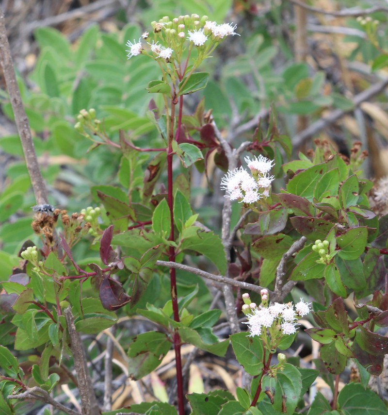 Ageratina espinosarum var. subintegrifolia