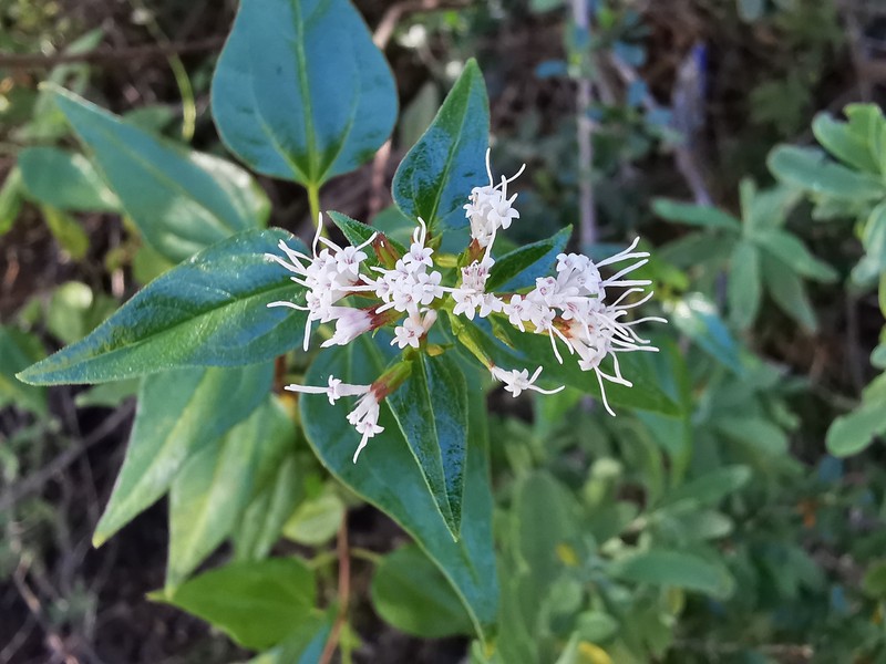Ageratina espinosarum var. subintegrifolia photo 2