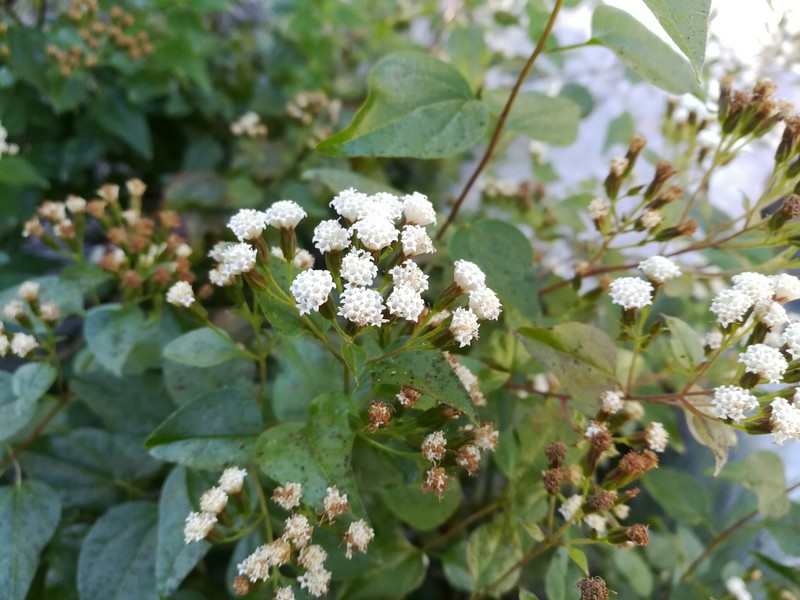 Ageratina espinosarum var. subintegrifolia photo 3