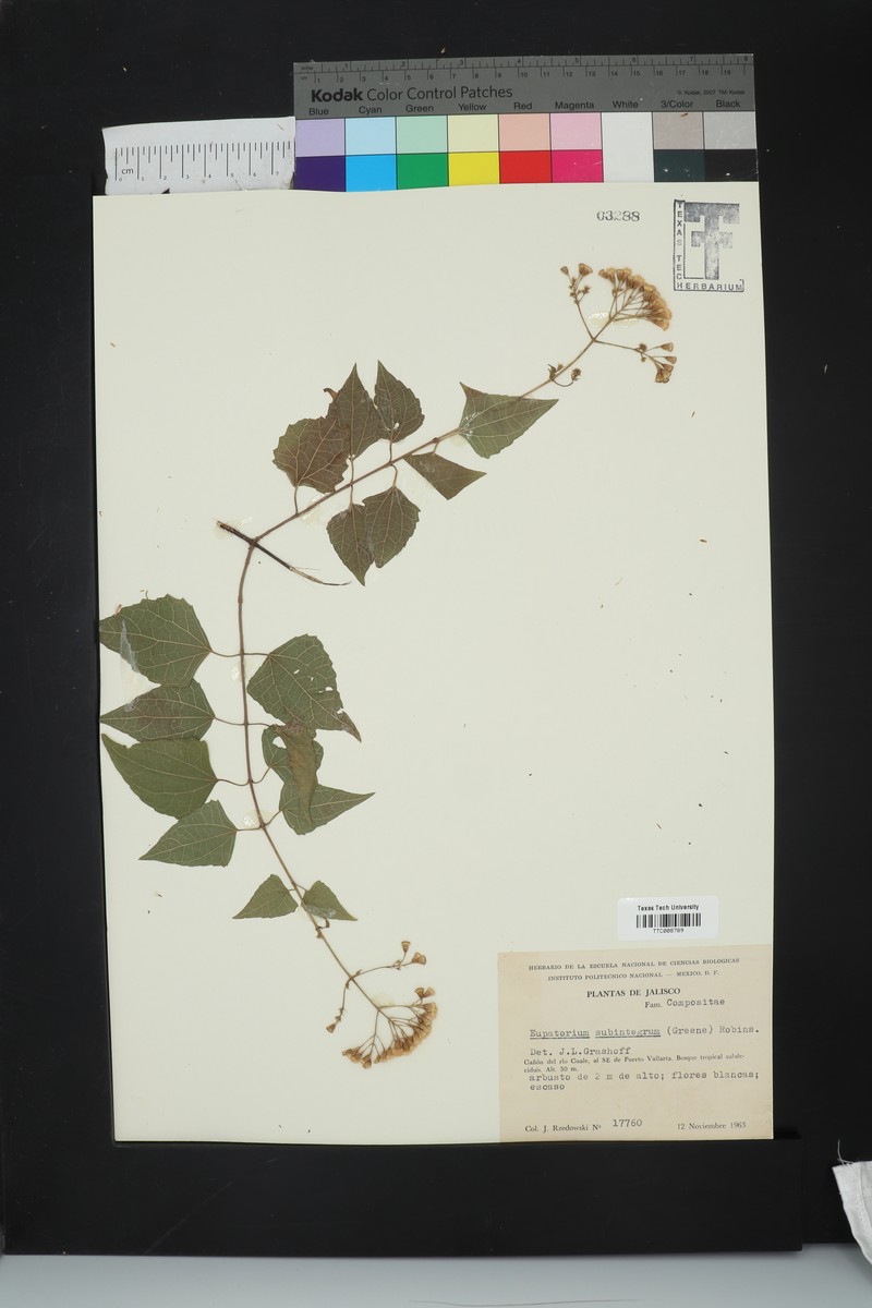 Ageratina espinosarum var. subintegrifolia photo 4