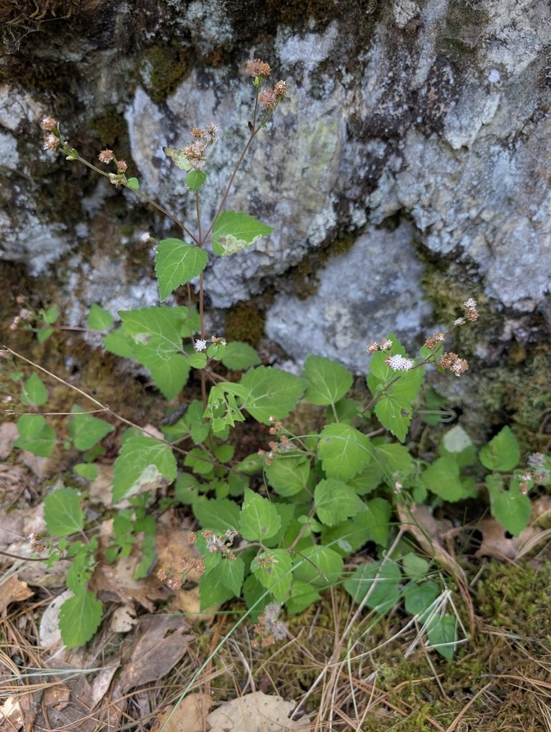 Ageratina etlensis