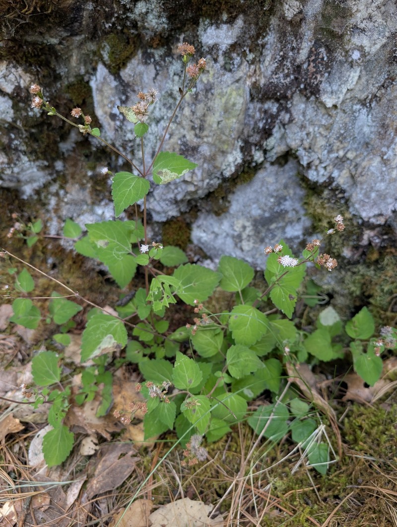 Ageratina etlensis photo 2