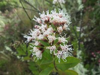 Ageratina fastigiata