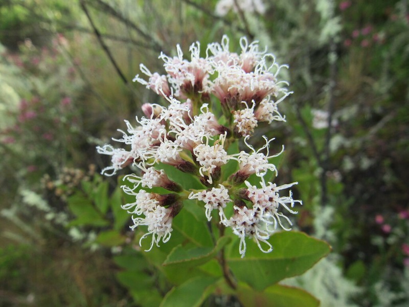 Ageratina fastigiata
