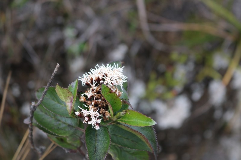 Ageratina fastigiata photo 2