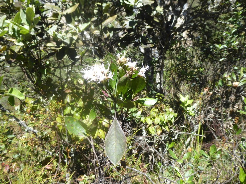 Ageratina fastigiata photo 3