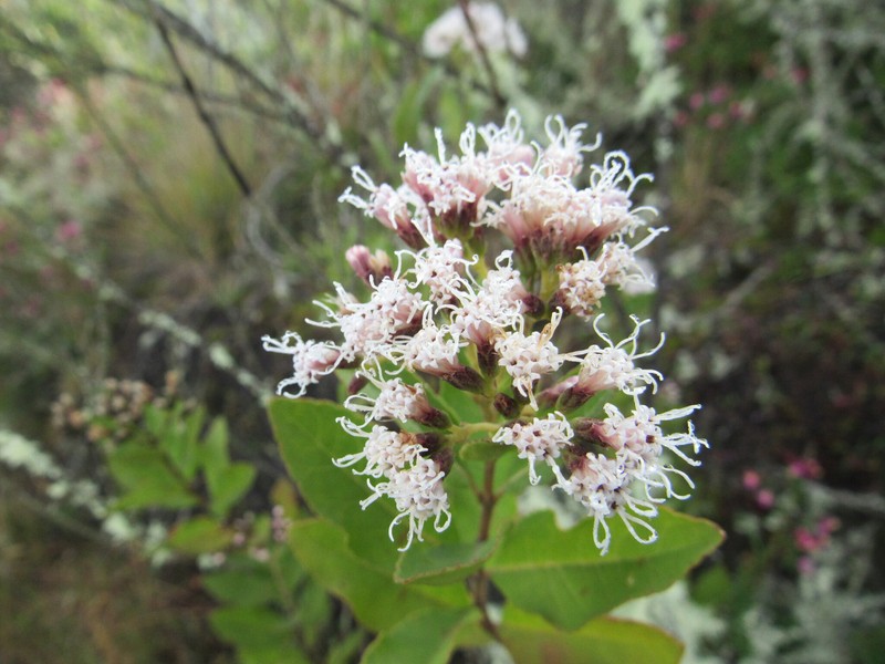 Ageratina fastigiata photo 4