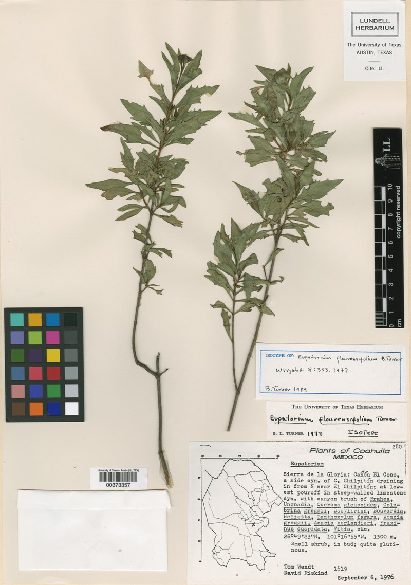 Ageratina flourensifolia