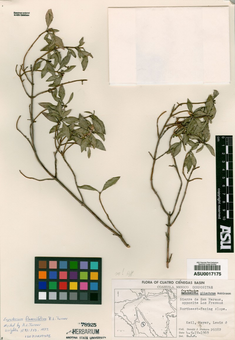 Ageratina flourensifolia photo 2