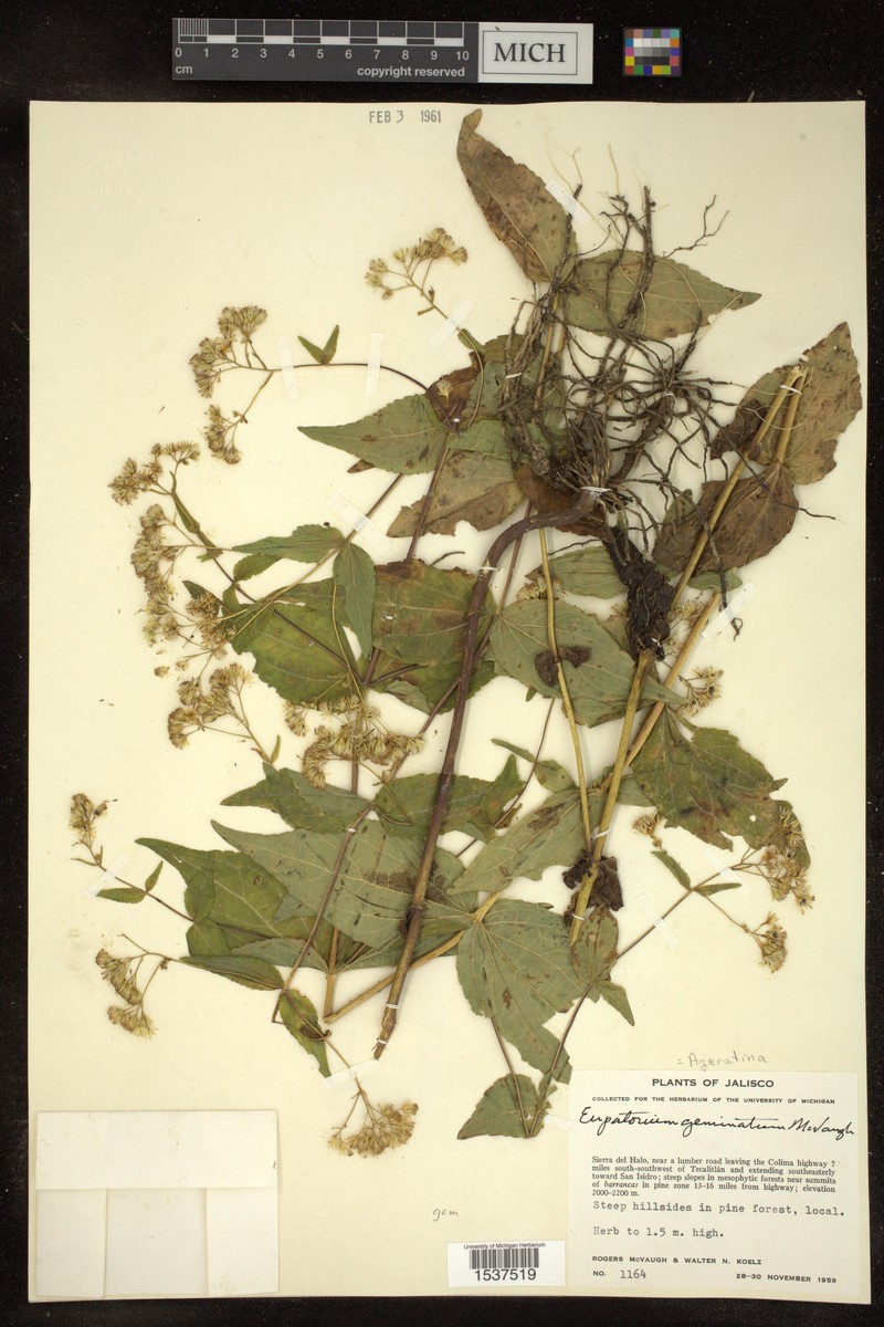 Ageratina geminata