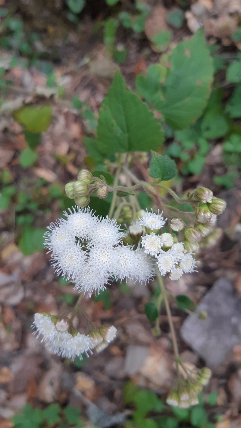 Ageratina gentryana