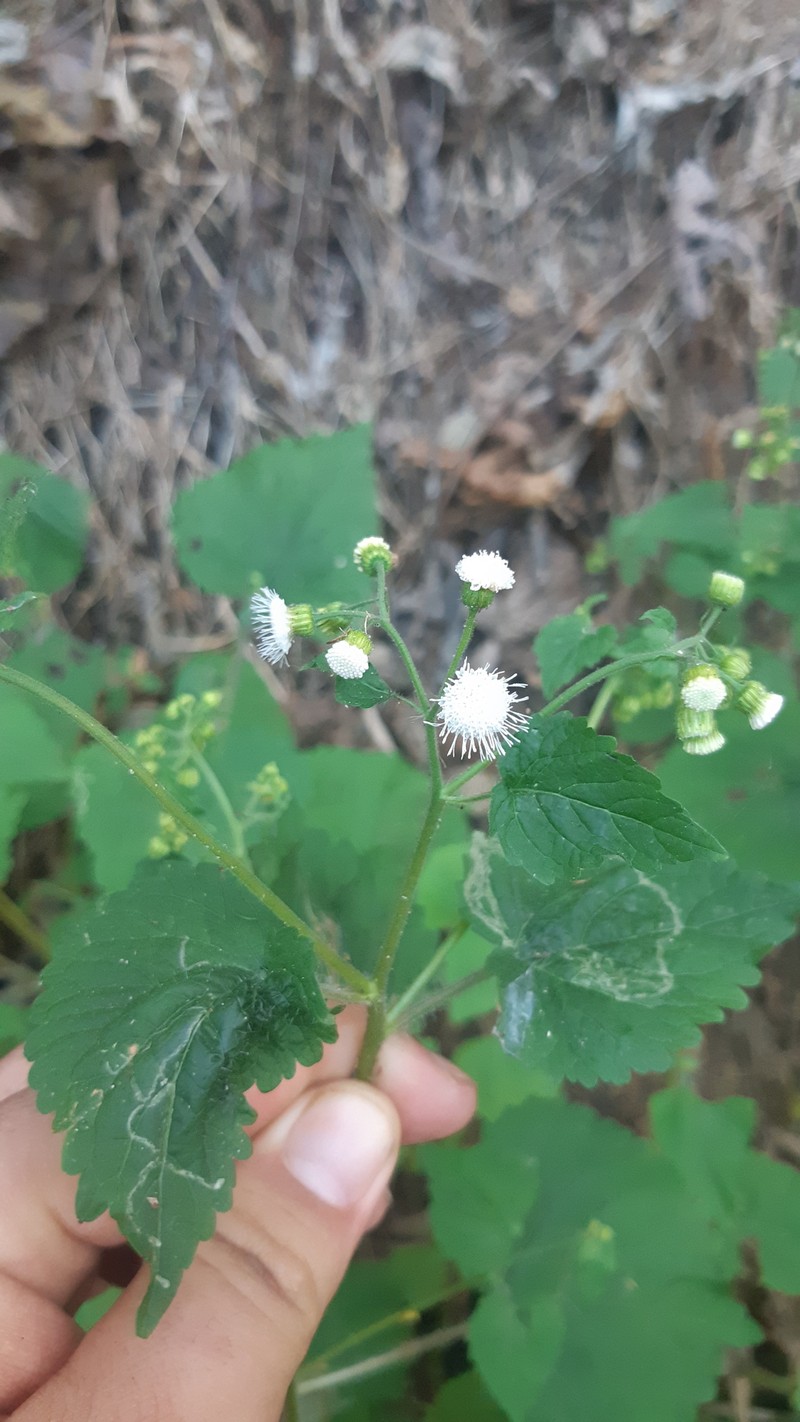 Ageratina gentryana photo 4