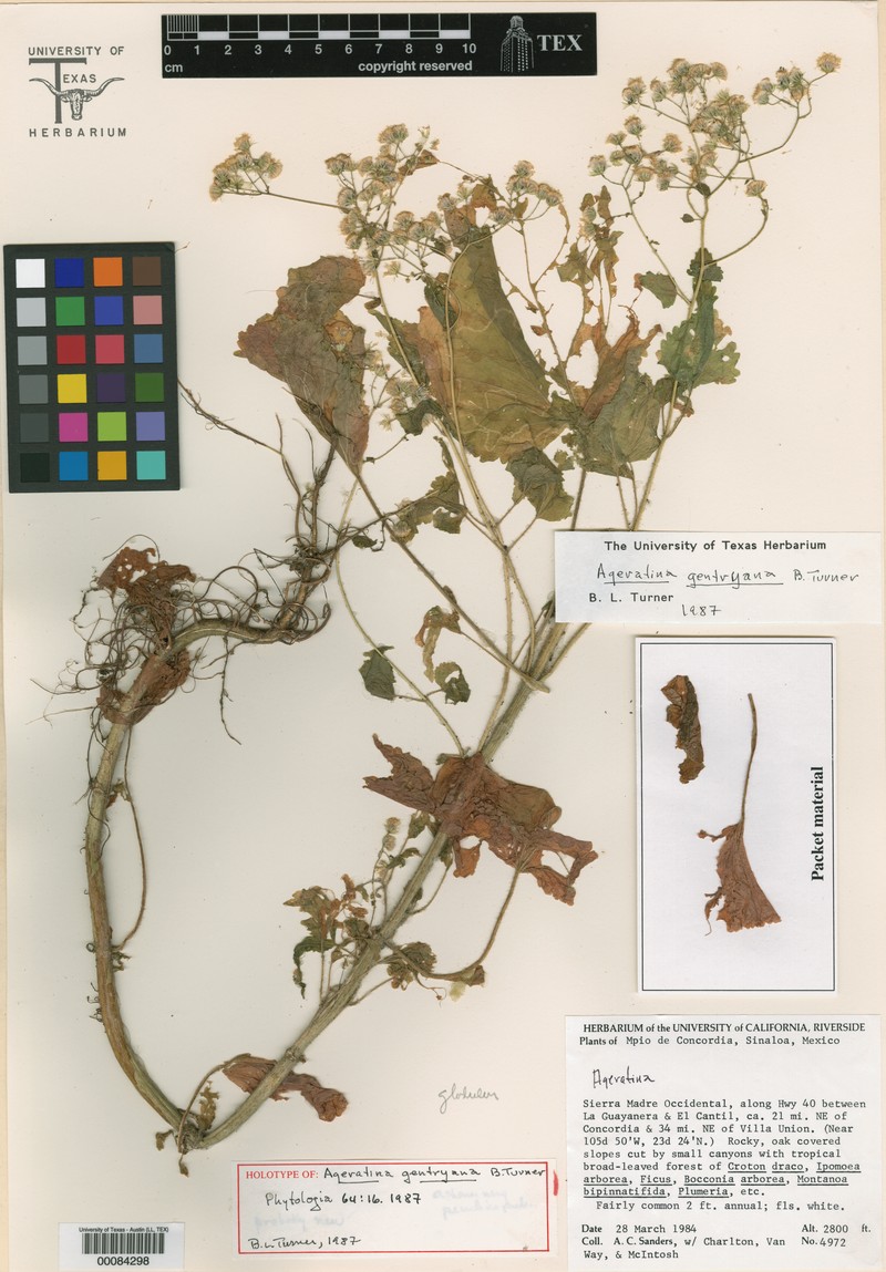 Ageratina gentryana photo 5