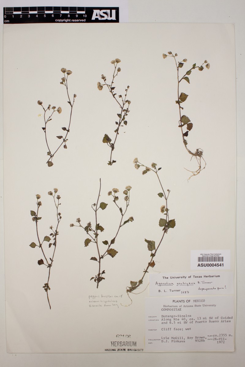 Ageratina gentryana photo 6