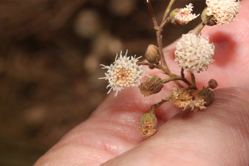Ageratina gilbertii
