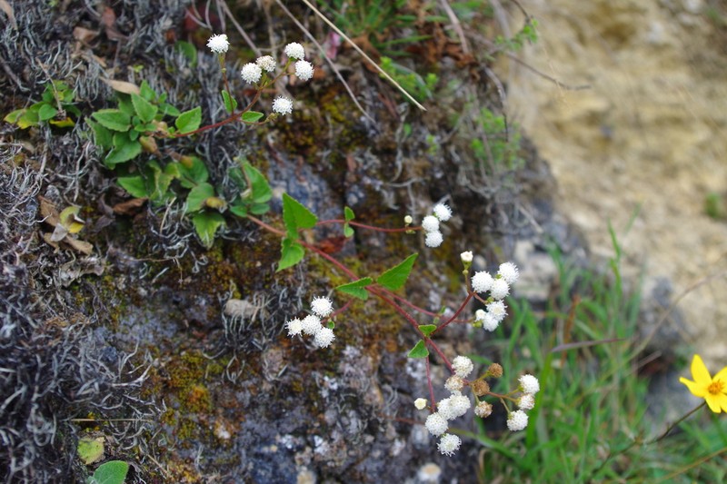 Ageratina gilbertii photo 2