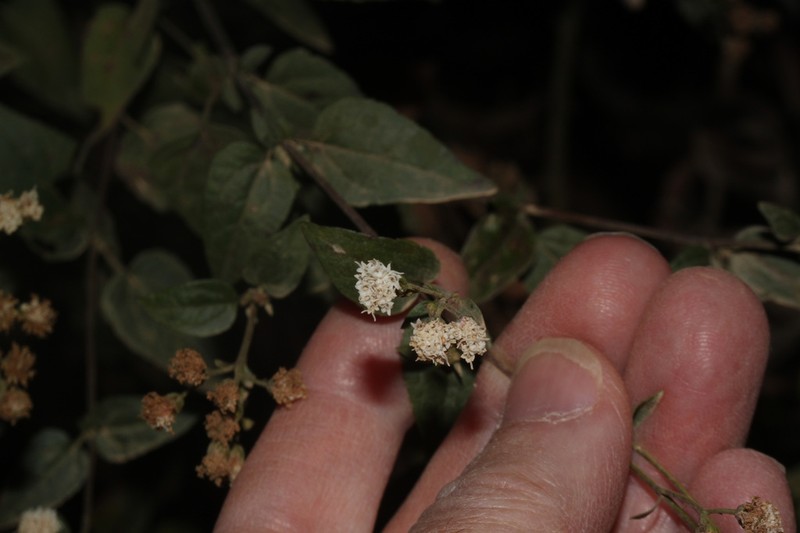 Ageratina gilbertii photo 3