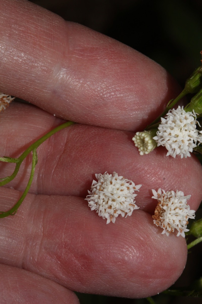 Ageratina gilbertii photo 4