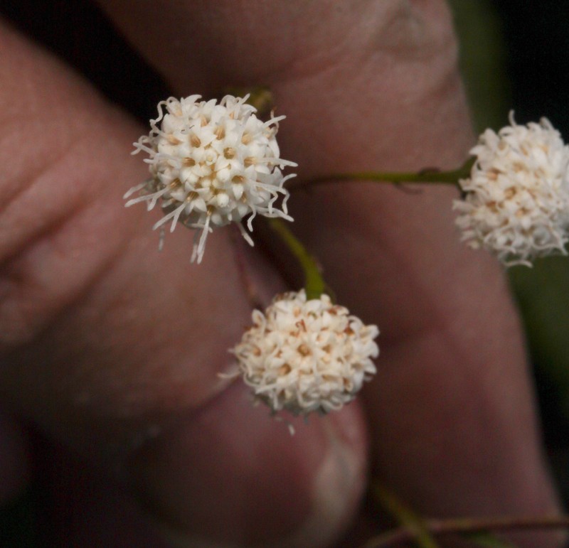 Ageratina gilbertii photo 5