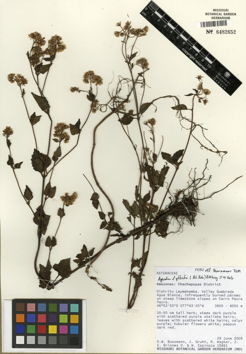 Ageratina gilbertii photo 6