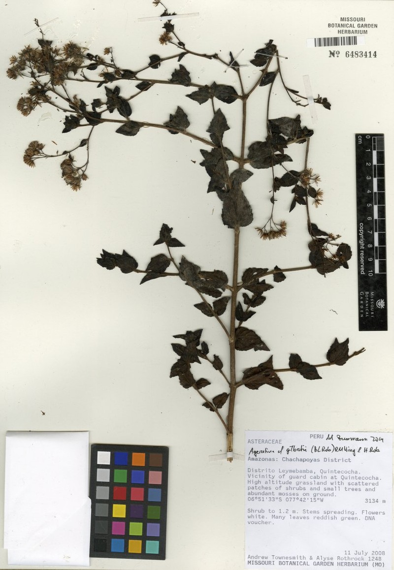 Ageratina gilbertii photo 7