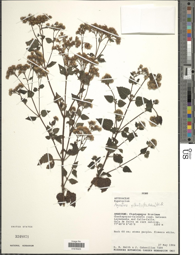 Ageratina gilbertii photo 8