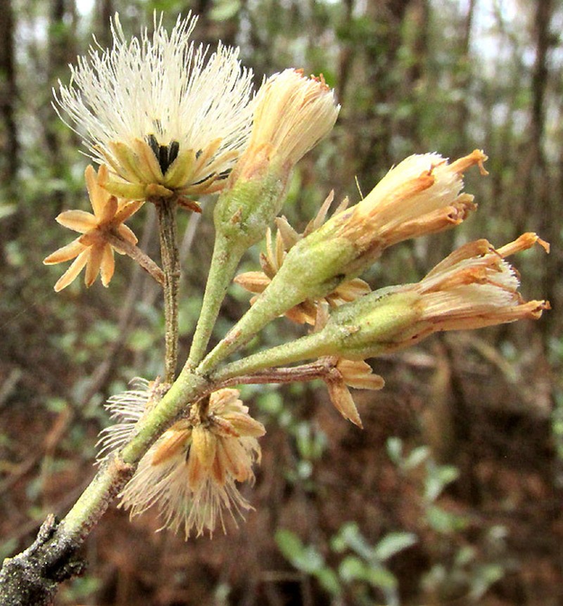Ageratina glabrata