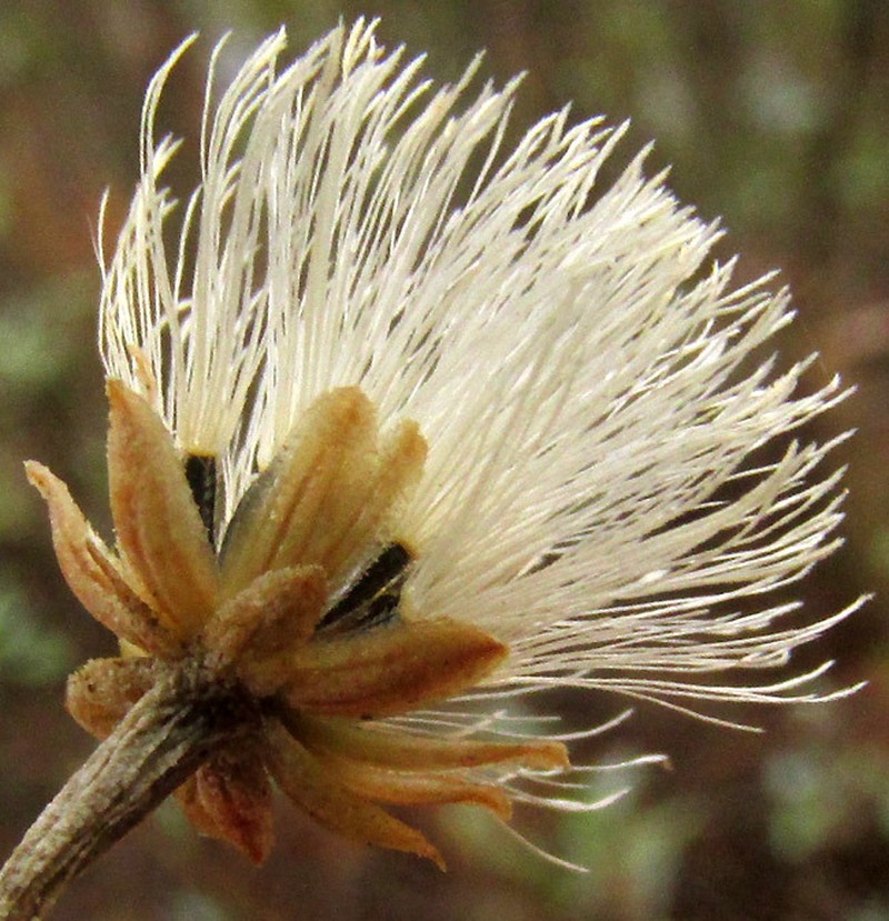 Ageratina glabrata photo 2