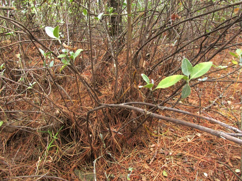 Ageratina glabrata photo 5