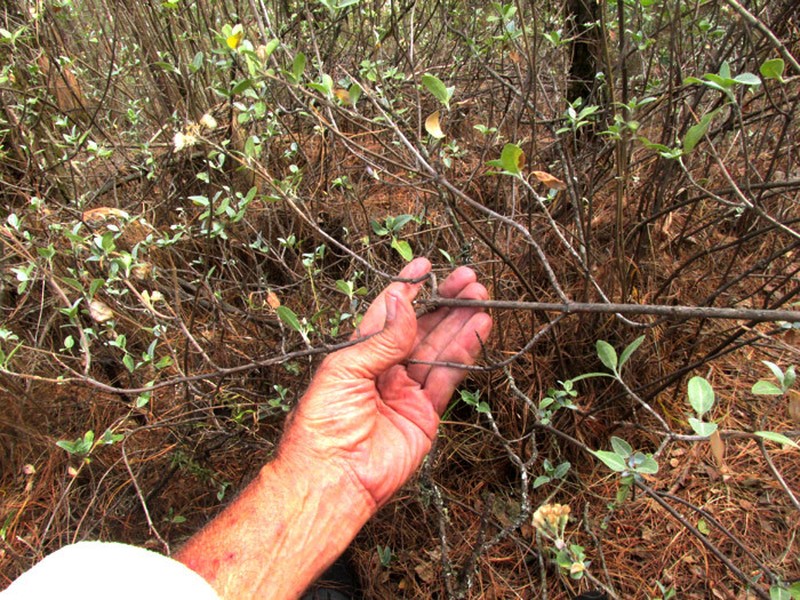 Ageratina glabrata photo 6