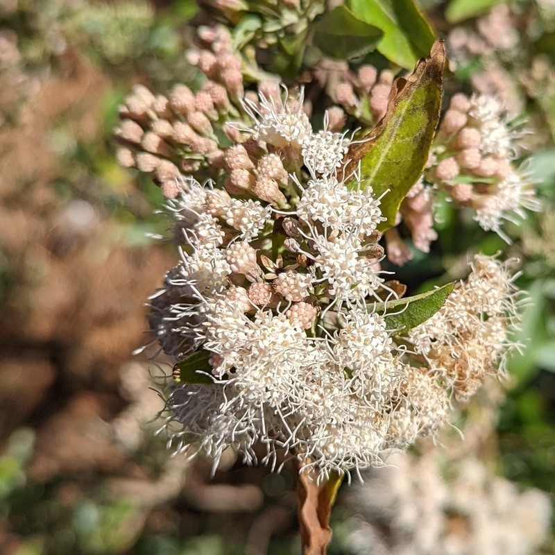 Ageratina glabrata photo 7